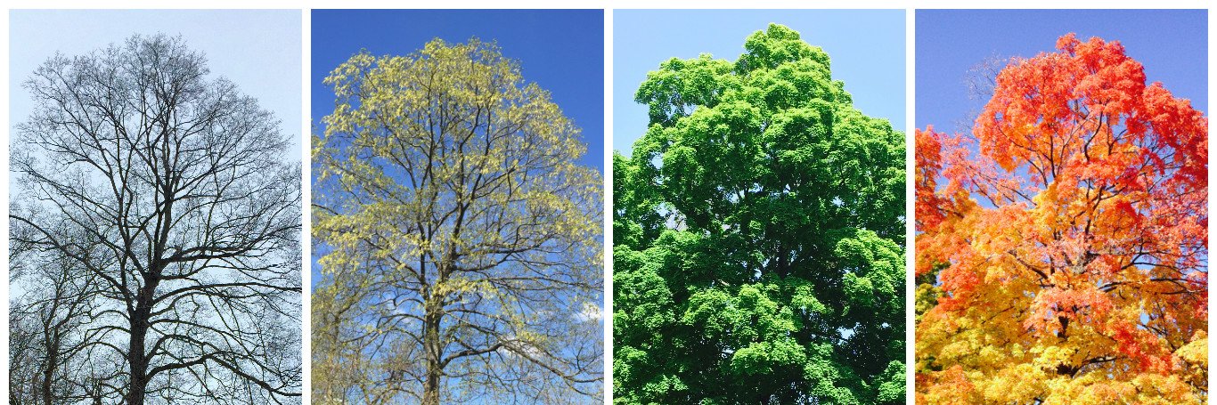 Mariana Debernardini banner