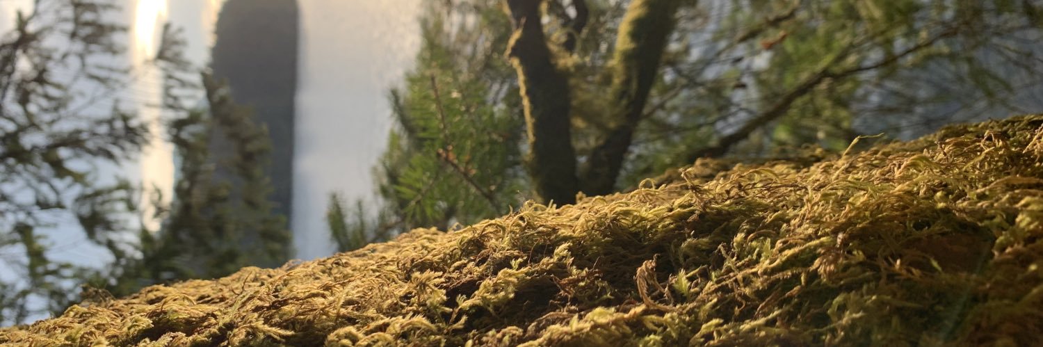 aesthete's profile banner image