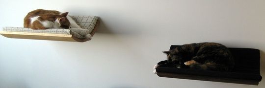 JiJiCat__'s profile banner image