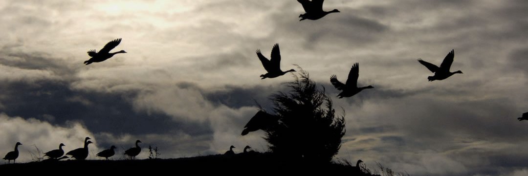 can ile canan banner