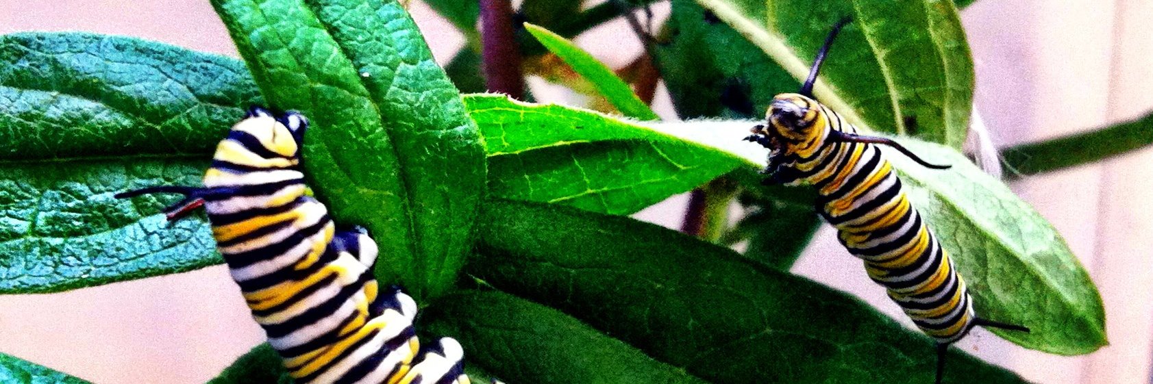 Lower Merion Conservancy banner