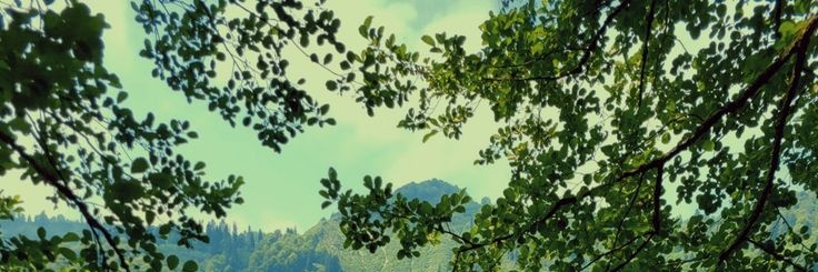 yesilkulturu's profile banner image