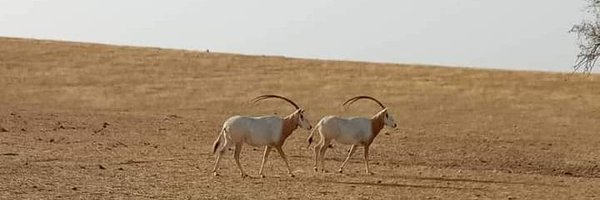 MSANNADIF Profile Banner