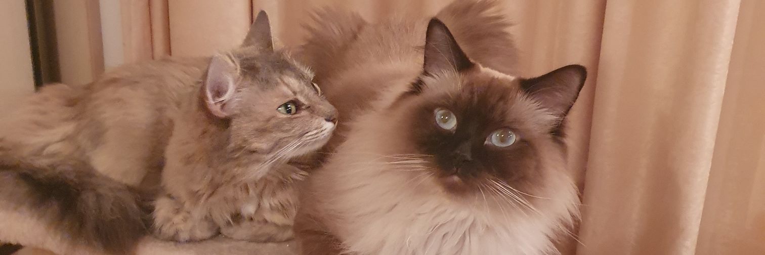 sasholina_'s profile banner image