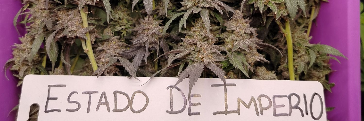 Eduardo Martínez banner