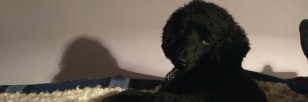 poodle_lyfe Profile Banner