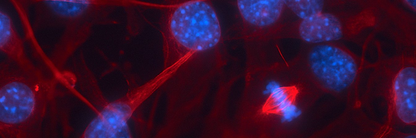 Emily MacDuffie banner