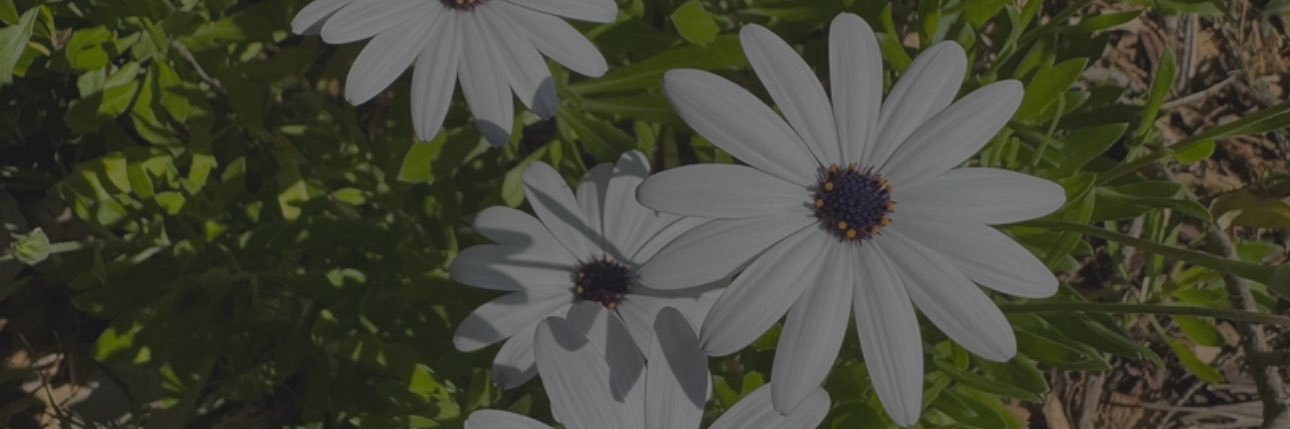 adninimran_'s profile banner image