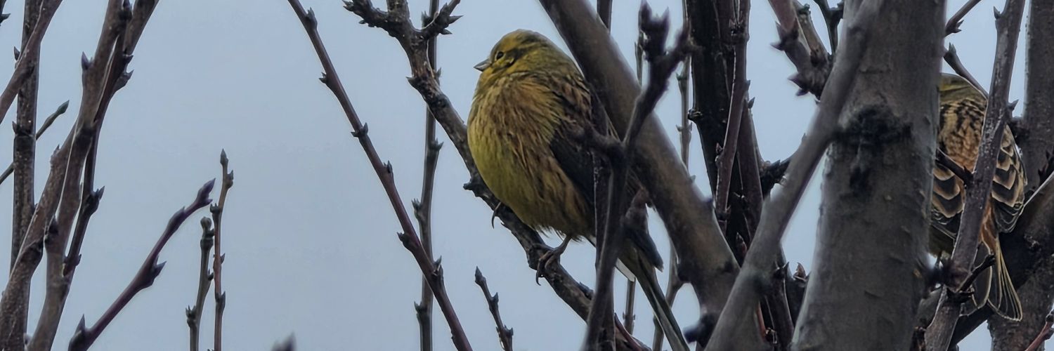 MOHAMED ISMAIL banner