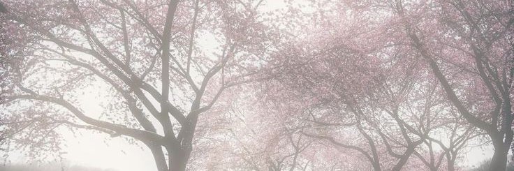 RiotGrasshopper's profile banner image