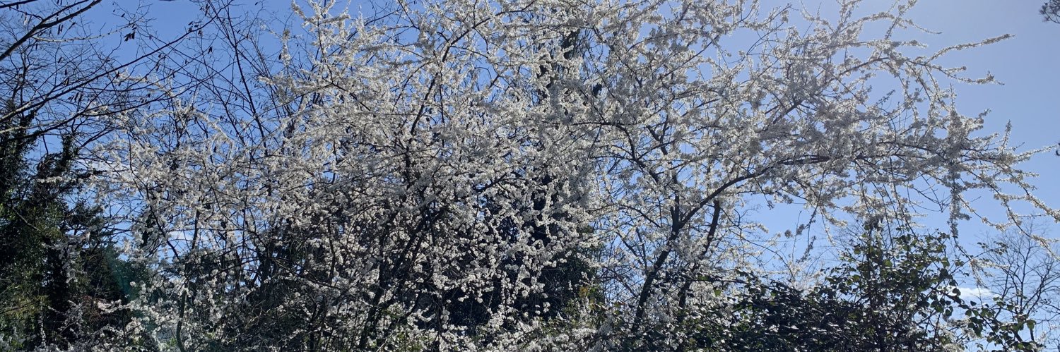 Judith CATELLA banner