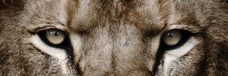 sweettosavage's profile banner image