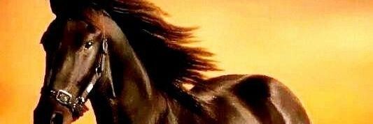 kellencasara's profile banner image