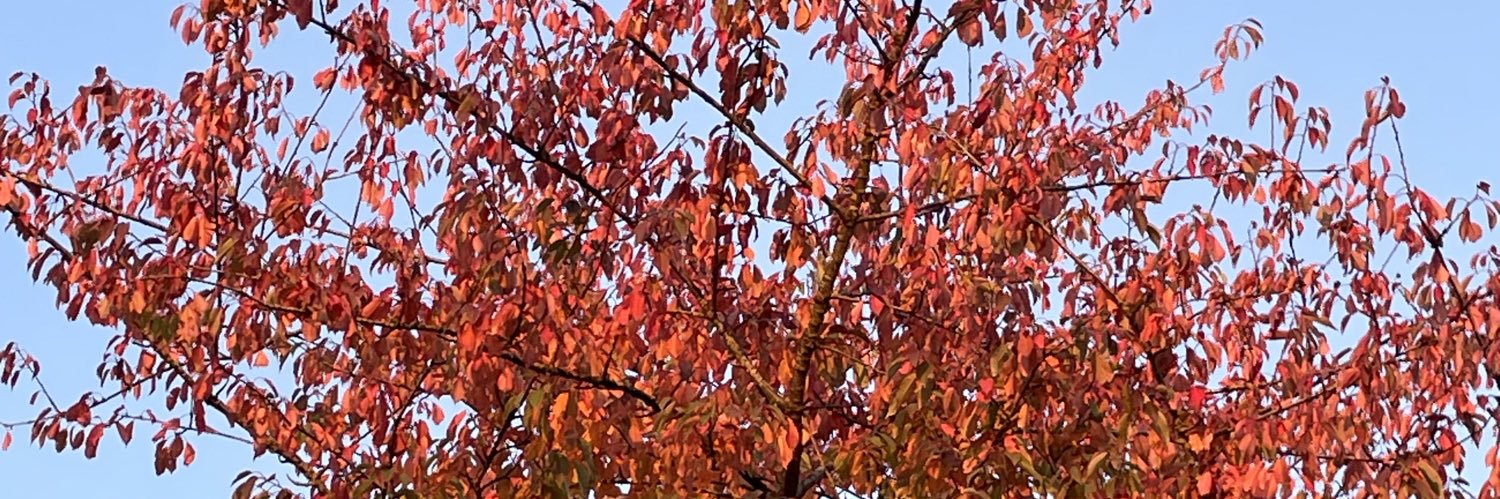 Martin Stöckinger banner