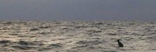 cdebdz Profile Banner