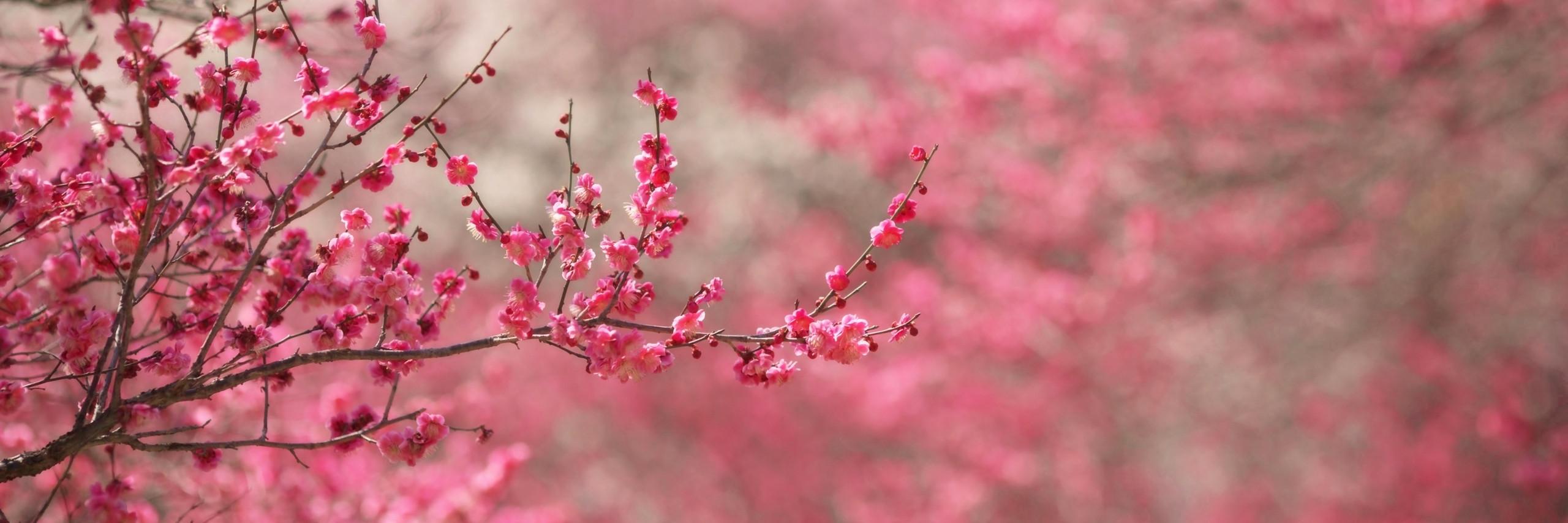 mayuyi_'s profile banner image
