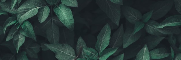 anabeatrizcmd's profile banner image