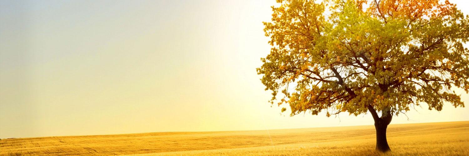 Paramahansa Yogananda banner