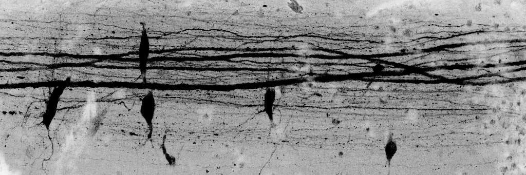 Daniel Sobrido-Cameán banner