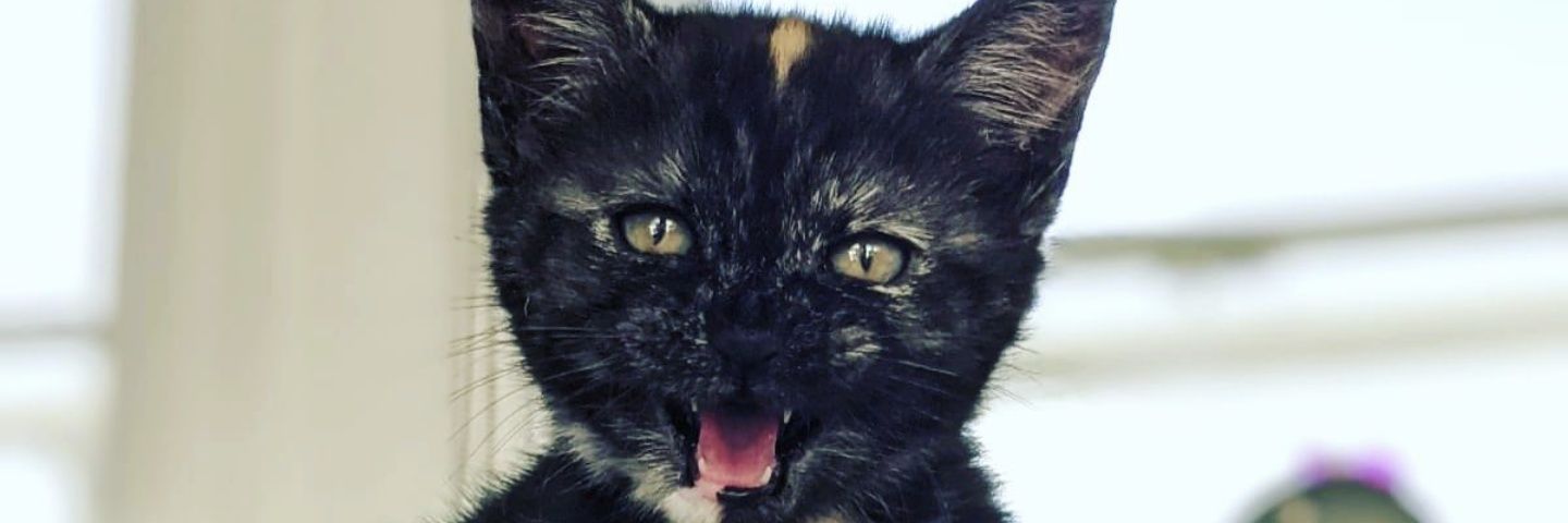 Kety Alania 🇬🇪🇪🇺🇺🇦 banner