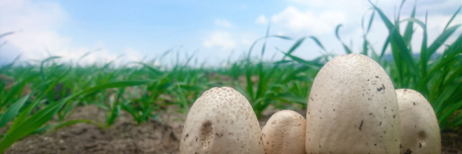 M. Taboada F. banner