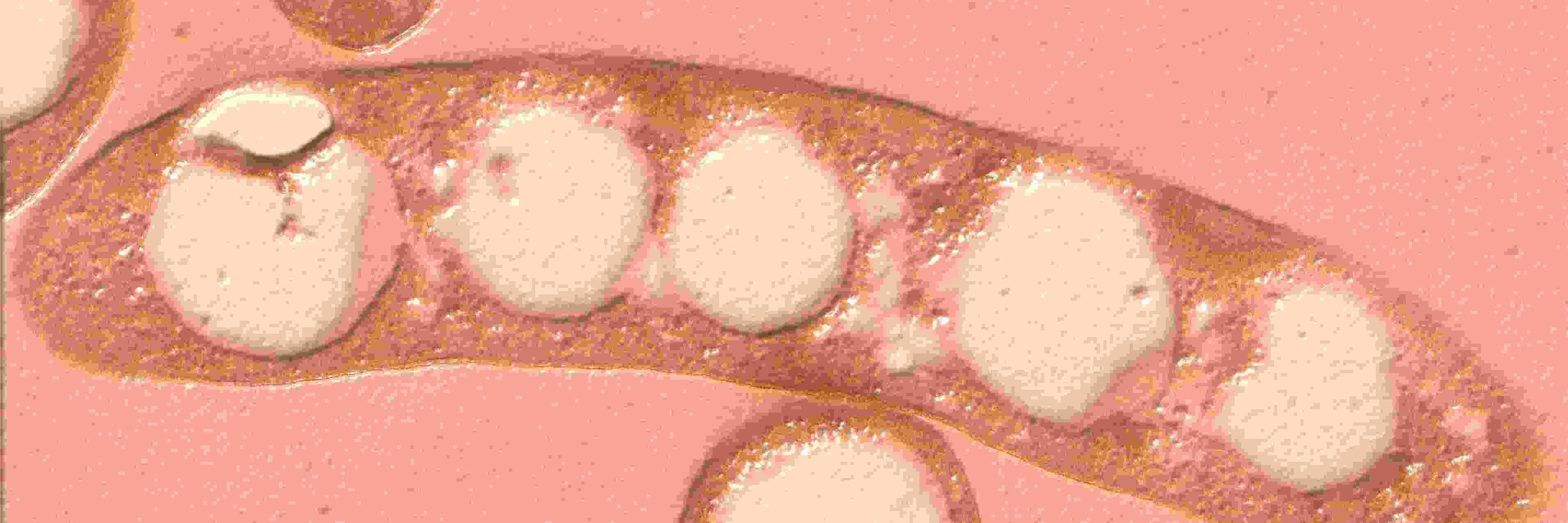 SYNPOL_Project's profile banner image