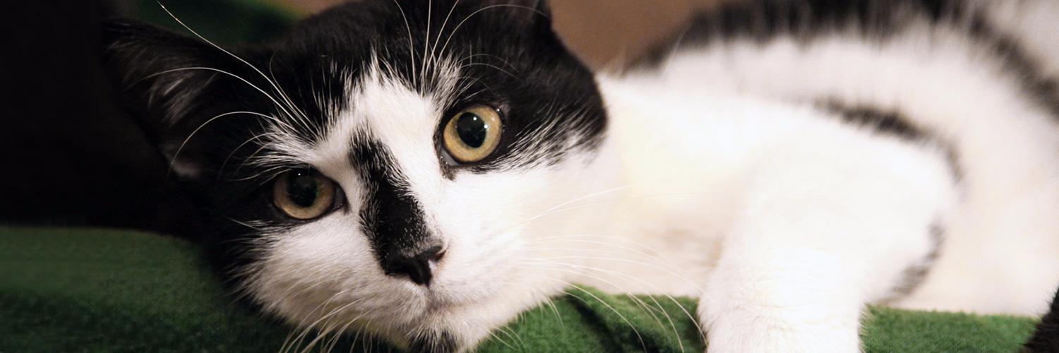 Brooklyn Bridge Animal Welfare Coalition banner