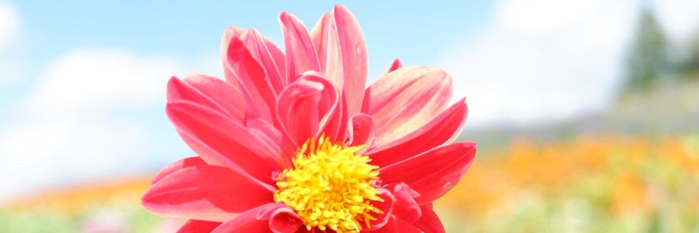 Eripping's profile banner image