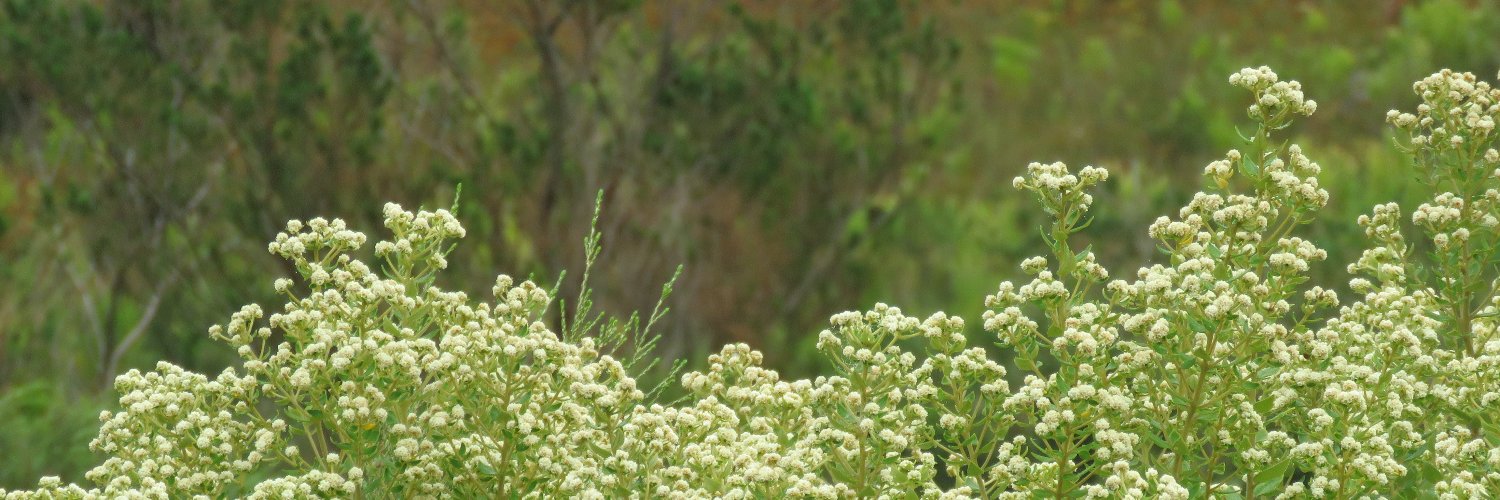 MariRoux1's profile banner image