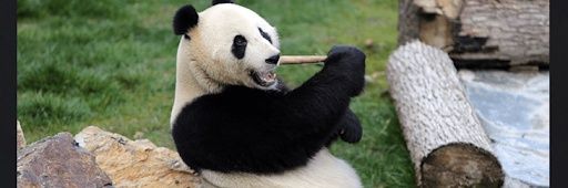 🐼 nil0 banner