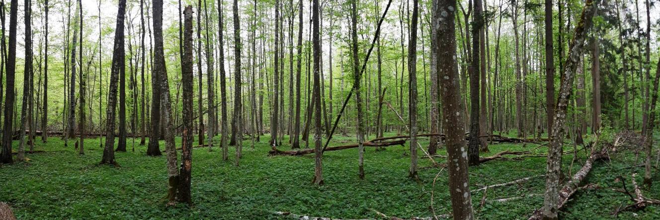 Aleksandra Stęplowska banner