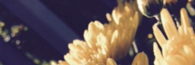 Rachelcarlin013's profile banner image