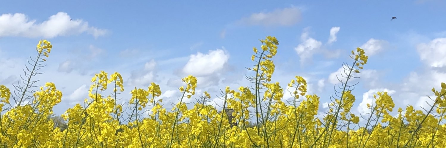 roulie banner