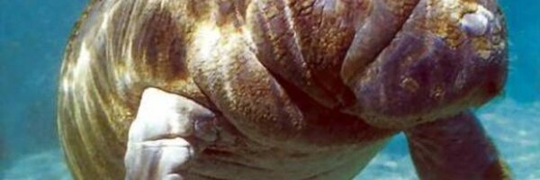reagandeschaine Profile Banner