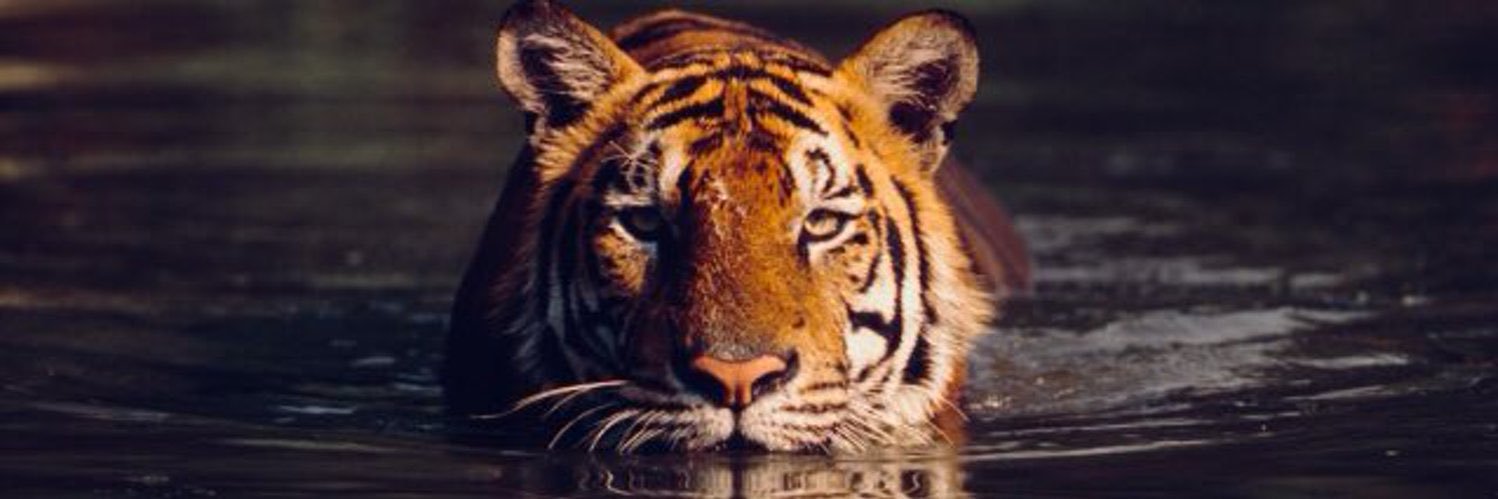 lyandra_ps's profile banner image