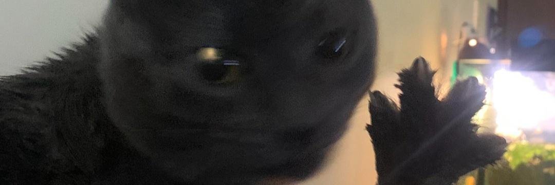 Chacupuss's profile banner image