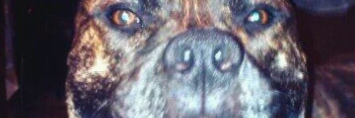 rocio26sh's profile banner image