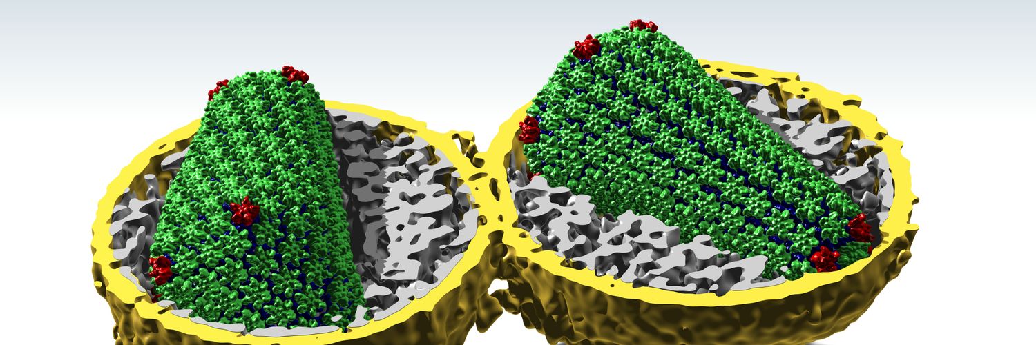 Simone Mattei banner