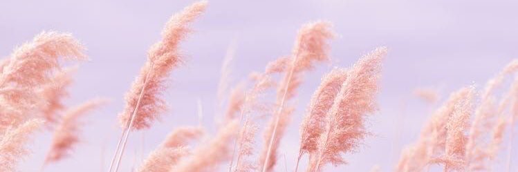Makeseetao's profile banner image