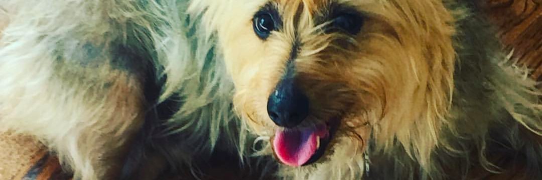 Charlie3Dog's profile banner image