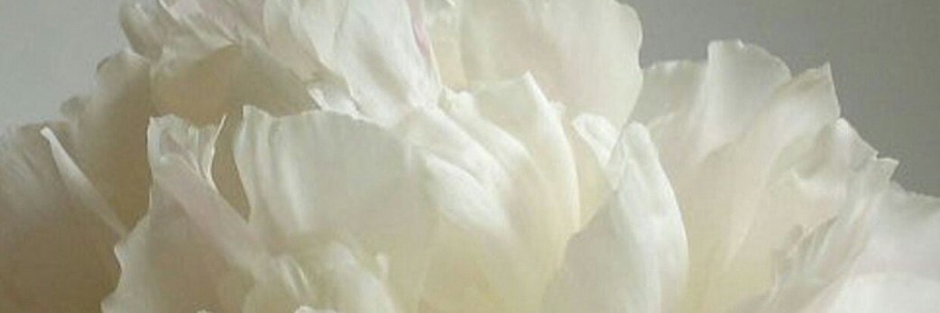 AkdarmaZeynep's profile banner image