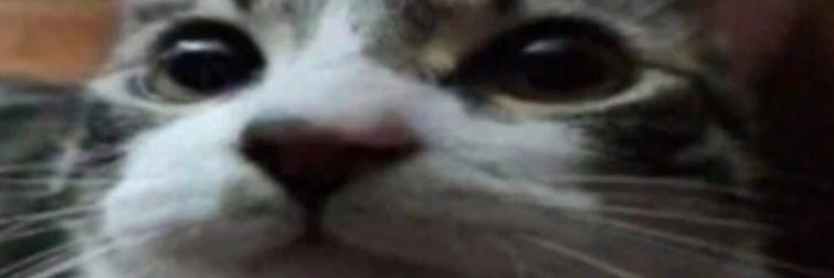 Begoliah 🍉 banner