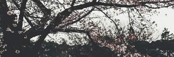tynSENiger's profile banner image