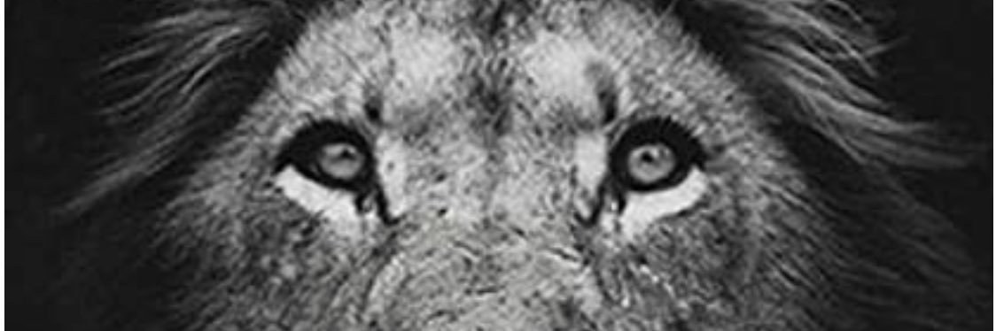 MhbMc's profile banner image