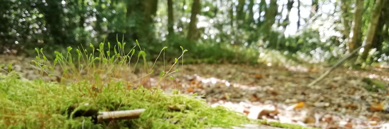  PatchieSteve is migrating banner