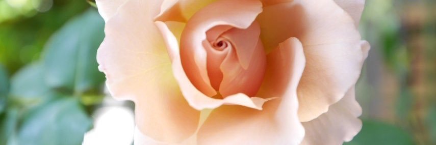 rosychie's profile banner image