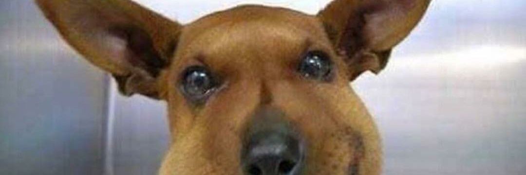 Edgar banner