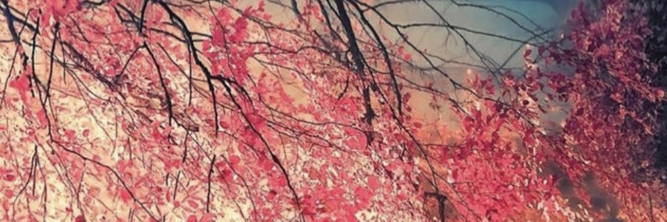 TheBuddha_Babe's profile banner image