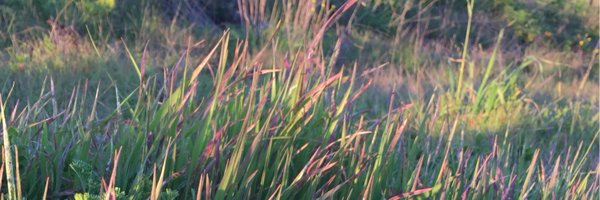 MaiaHeymann Profile Banner