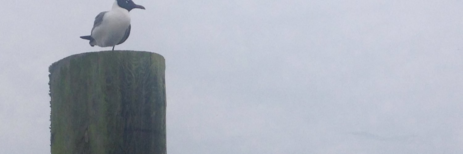 celestequinton's profile banner image